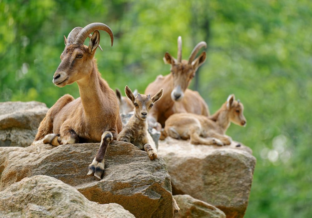 Photo of a group of four goats sitting on a rock cliff