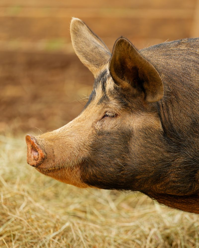 Photograph of a pig in profile