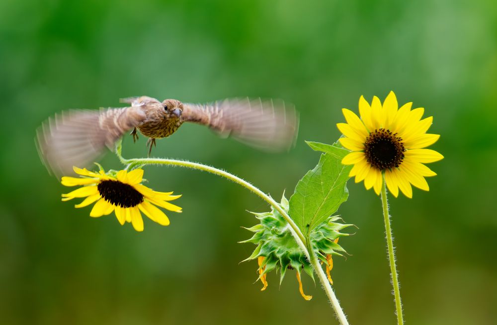 Photo of a house finch taking off from a sunflower 