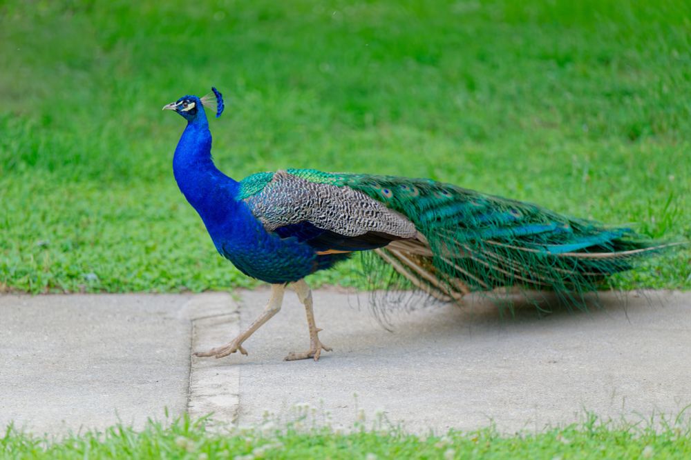 Photo of a male peacock walking on a sidewalk