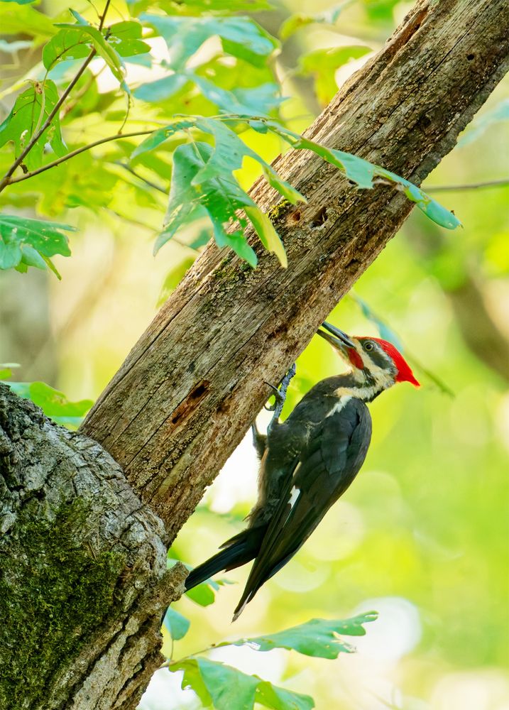 Photo of a pileated woodpecker bird perched and pecking on a tree