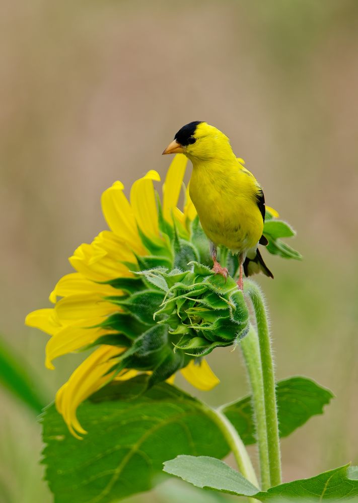 Photo of a goldfinch on a sunflower 