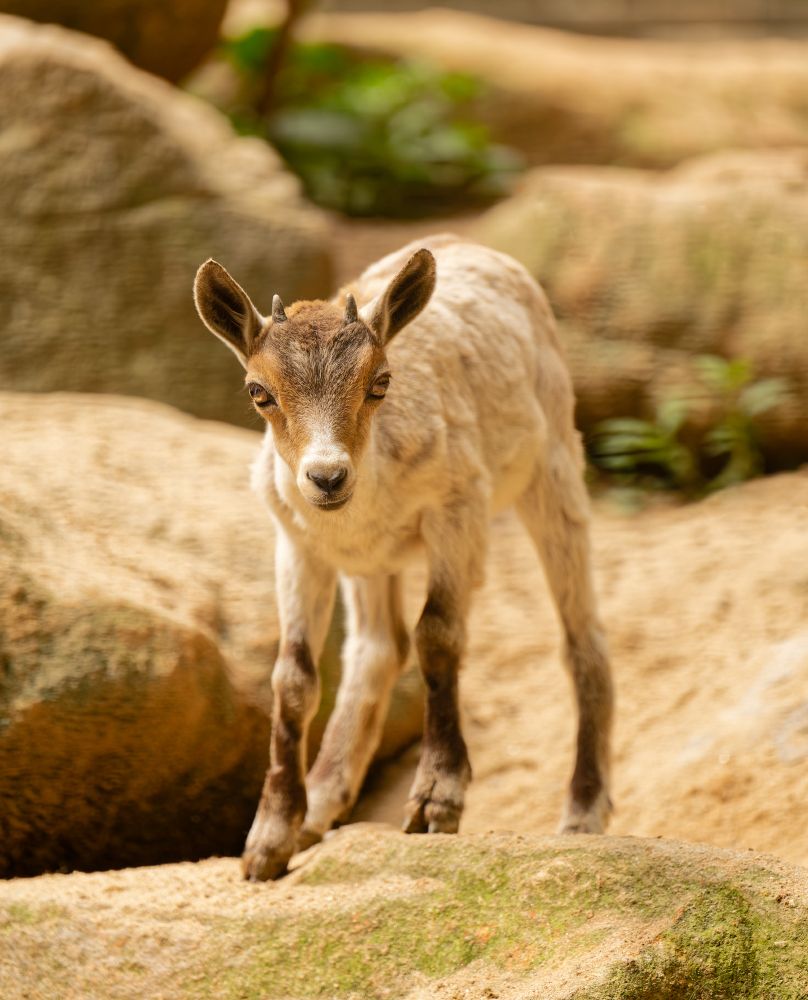 Photo of a baby goat standing on a rock