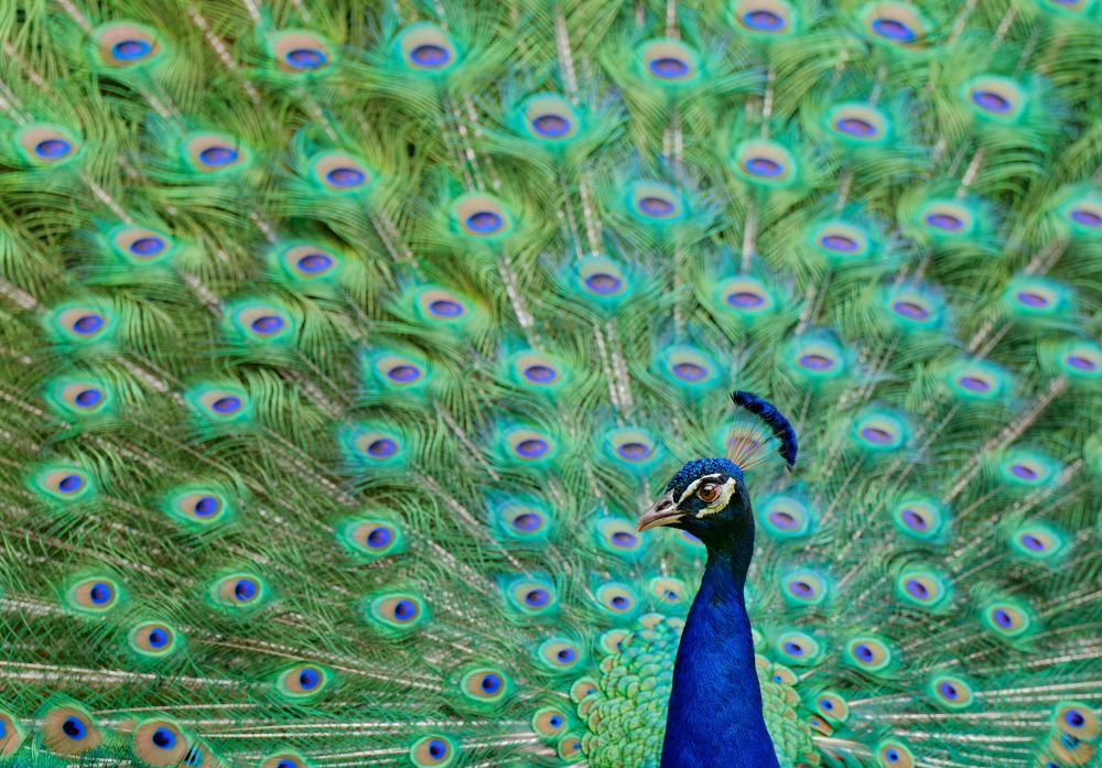 Photo of a male peacock displaying its feathers