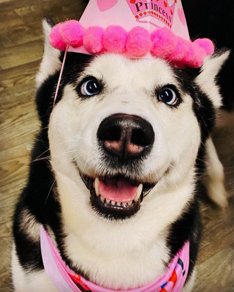 Birthday husky with pink hat and bandana