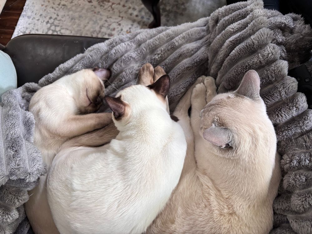 Three Tonkinese cats sleeping together on a couch. 