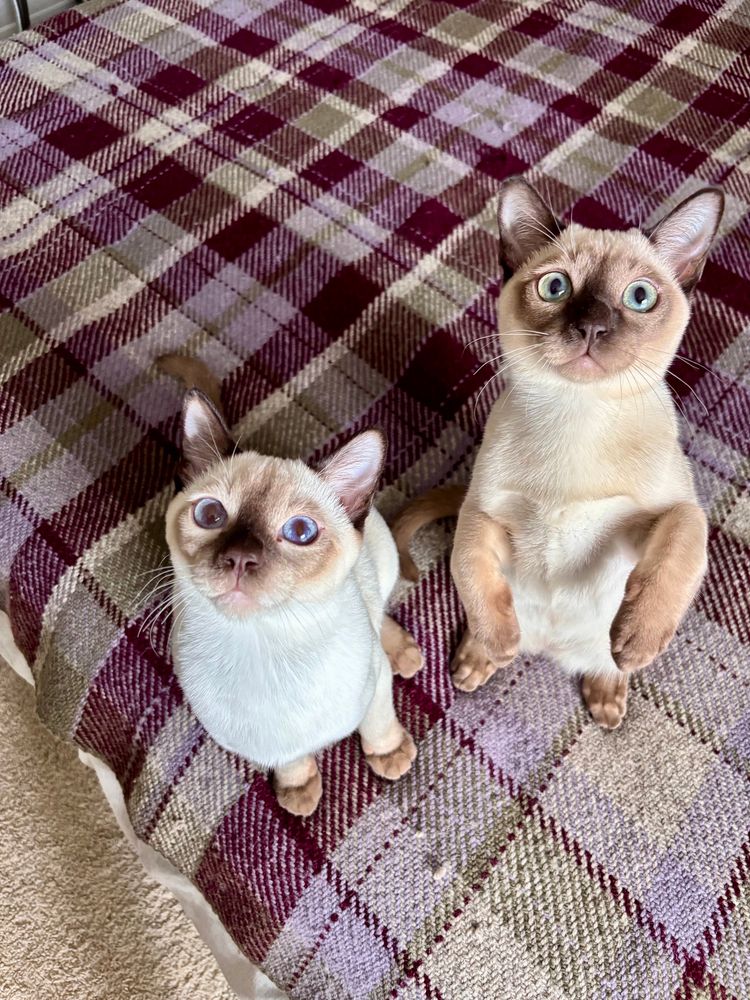 Two kittens next to one another.