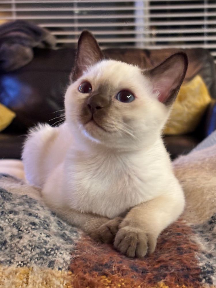 Cute Tonkinese cat sitting on a couch.