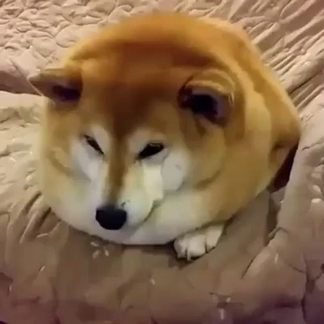 a fat dog is laying on a bed with its head on a pillow .