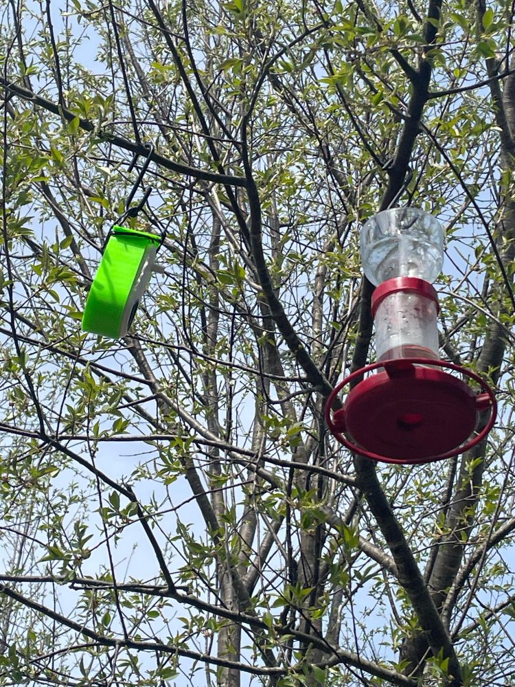 Oblong green object holding a bird buddy camera facing a red hummingbird feeder hung in a tree. 