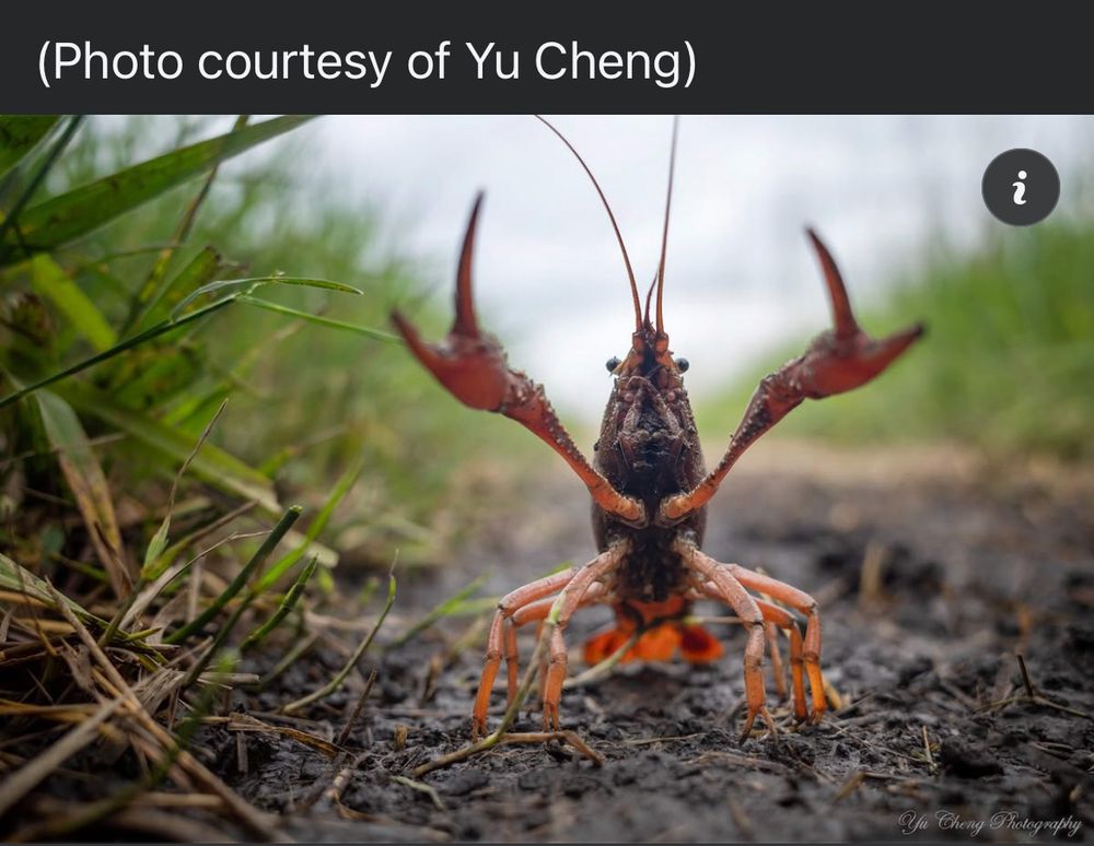 A reddish lobster-like creature, crawdad/crayfish, with both claws open and raised toward the sky as if it’s flipping you off. 