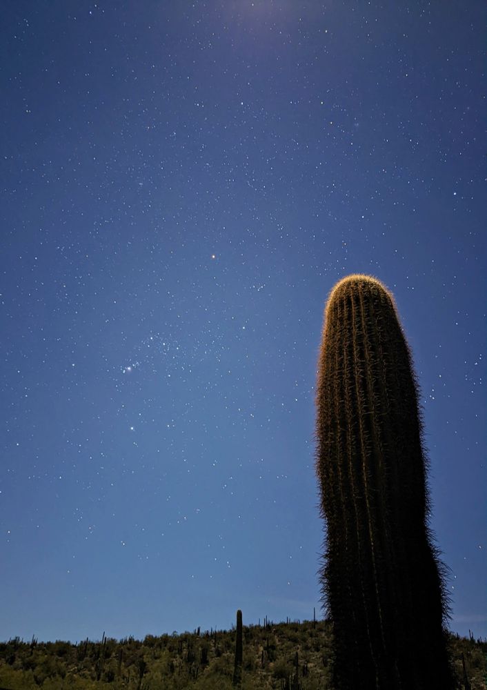 A photo of the Sonoran Desert at night with a saguaro cactus in the foreground with the top glowing from the moonlight. A field of stars is visible in the sky behind the cactus.