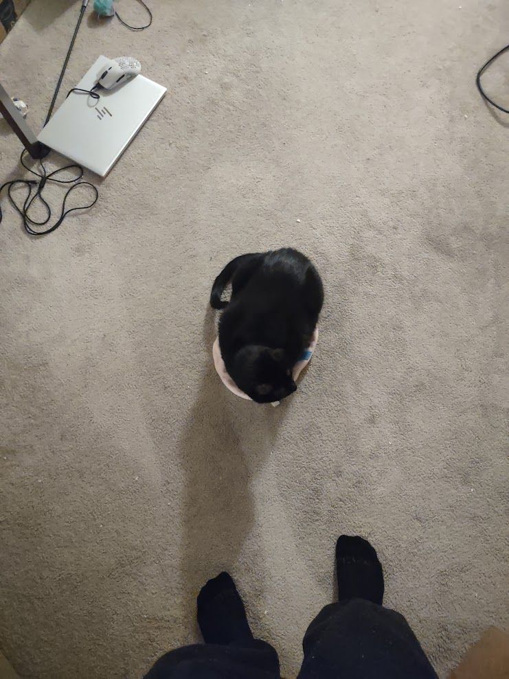 a black cat, named oswald, sitting on a flattened easter-egg toy.