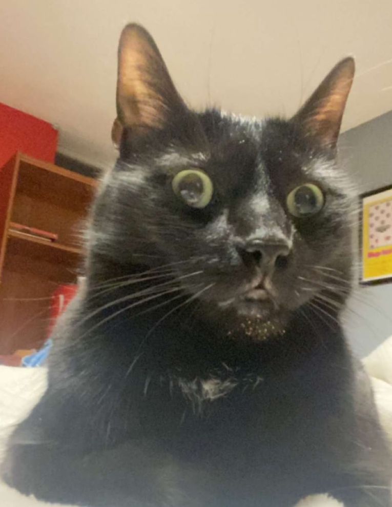 an incredibly (endearingly) stupid looking cat. he is black with green eyes and a tiny fluff of white on his chest. he sits with crumbs on his chin, clearly having enjoyed a forbidden snack recently.