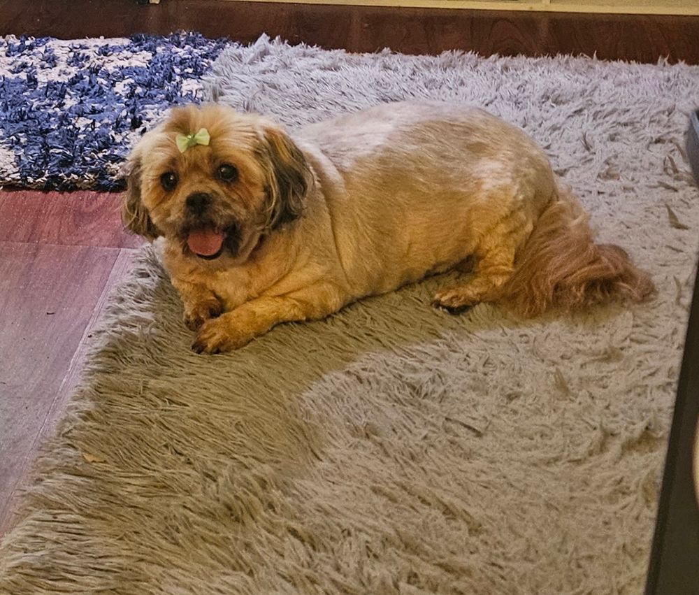 Tan and black dog laying on rug.