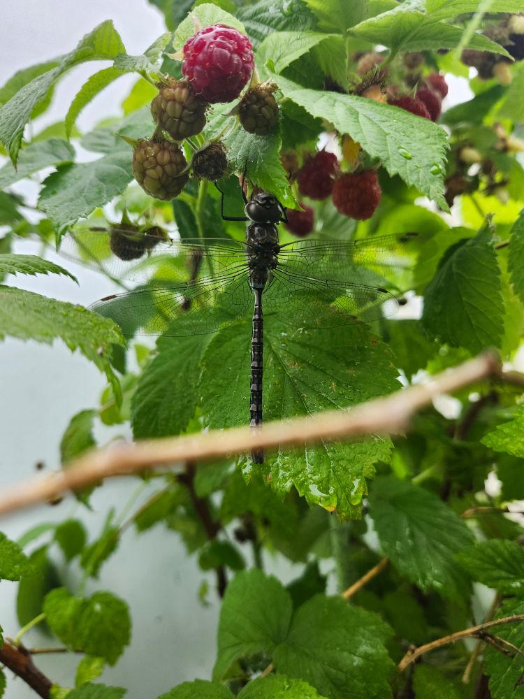 A large dragonfly surrounded by green leaves and raspberries. 