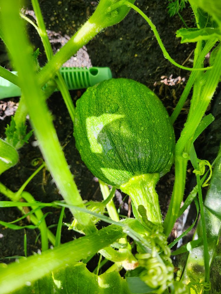 A green pumpkin resting on soil surrounded by vines.