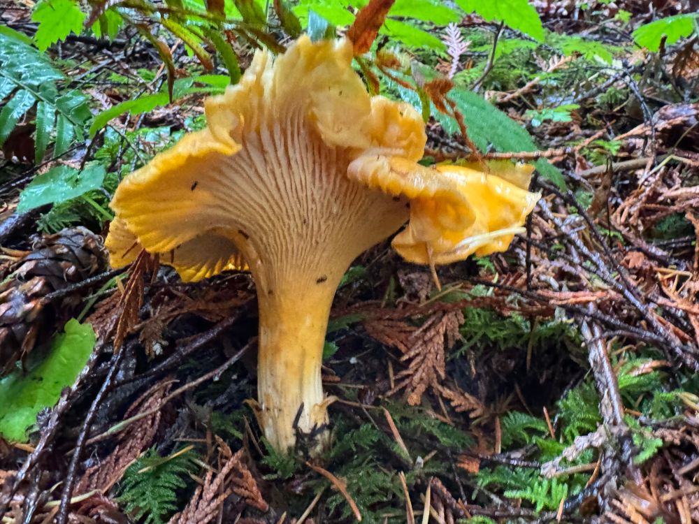 Large charismatic orange golden chanterelle growing out of mossy duff