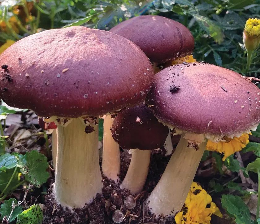 Wine cap mushrooms growing in my co-worker’s back yard, he says the garden inoculation process was quite easy!