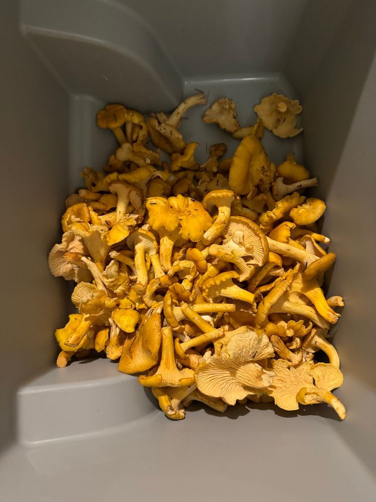 Cooler full of chanterelles