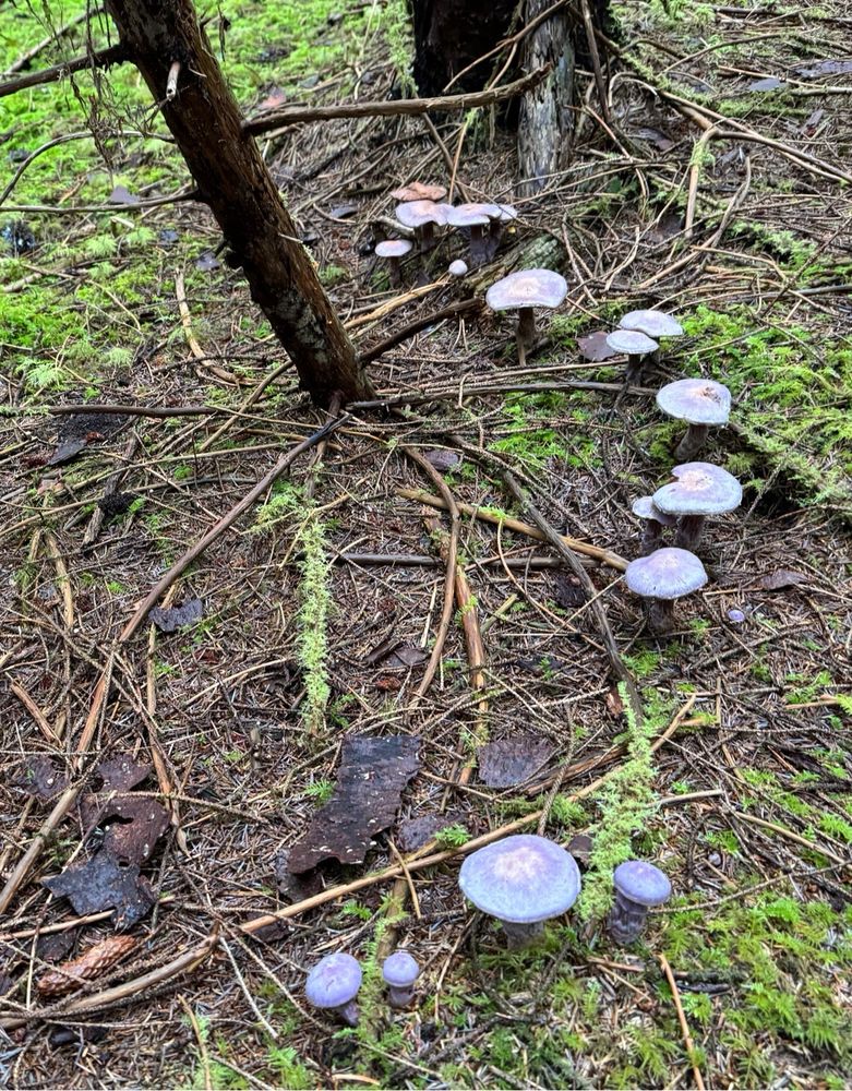 Half of lavender fairy circle