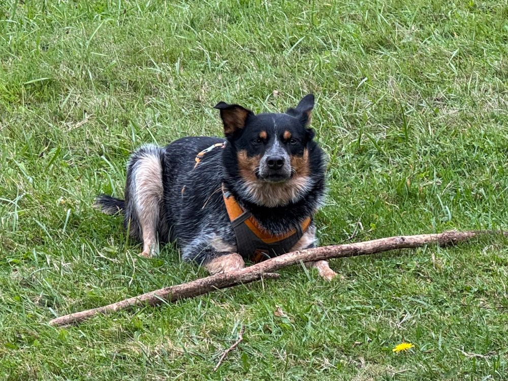 Louie laying in grass in his orange harness with a big stick laying across his legs
