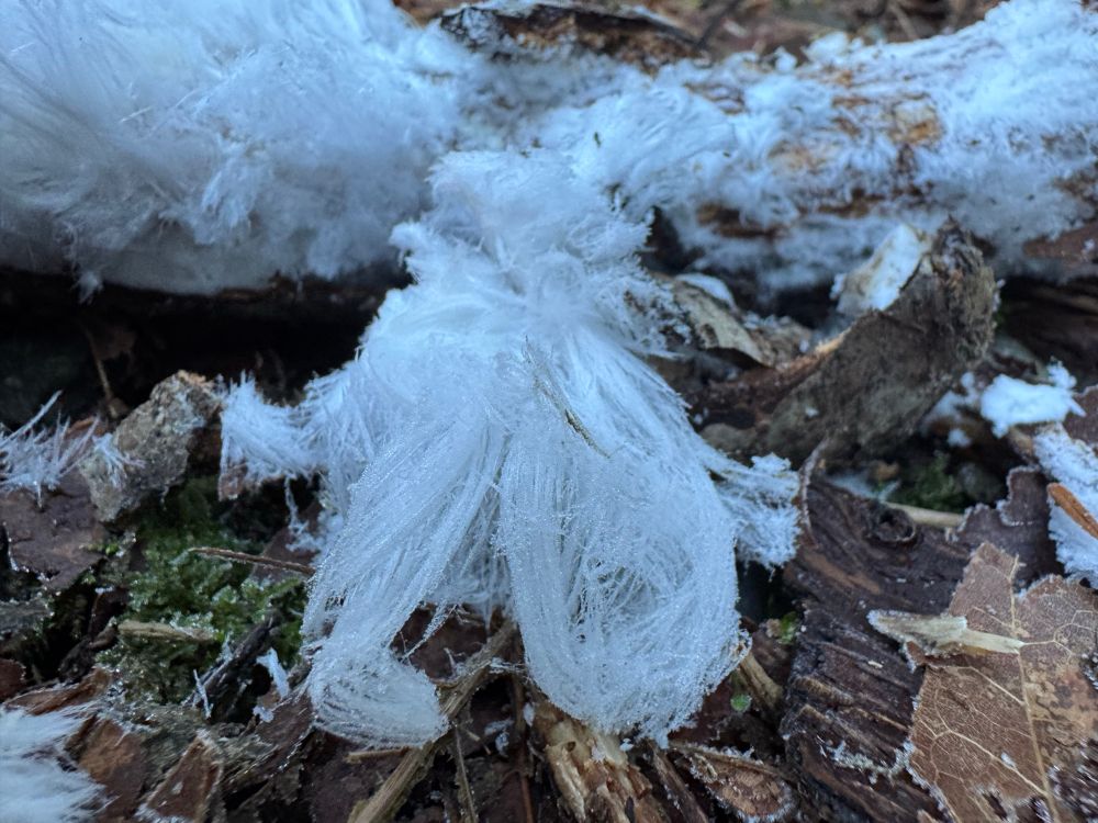 Ice looking like fine hair coming out of the end of
A rotten stick. Frozen leaves and woodchips surround it