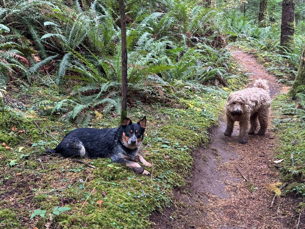 Louie and Paddington on a wet rainforest trail. Louie is laying with a stick and Paddington is standing on the trail