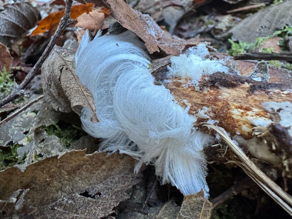 Hair ice pushing out of the side of a rotten brach forming an upwards curl