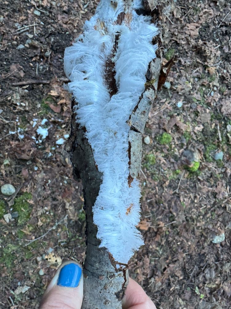Me holding a rotten stick with hair ice bursting the bark apart from it