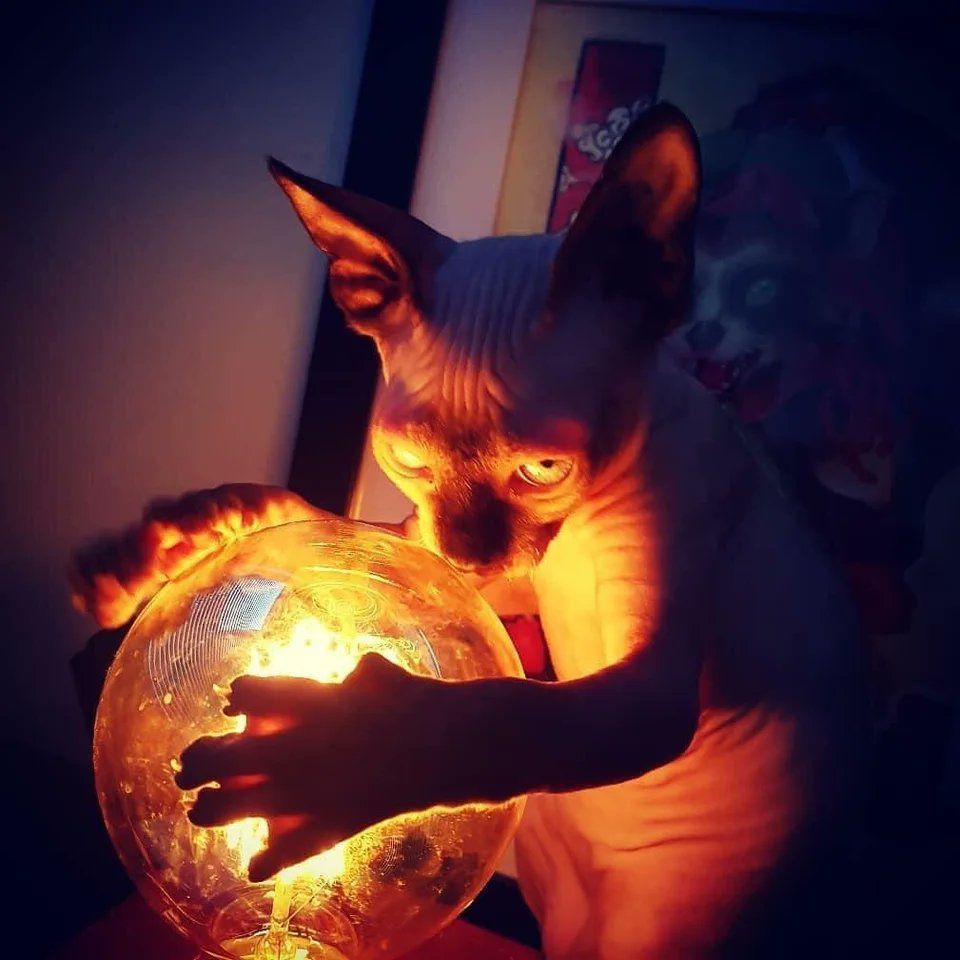 A photo of a sphinx cat glaring from over a orange lit globe of magic in a darkened room, looking both threatening and sinister.