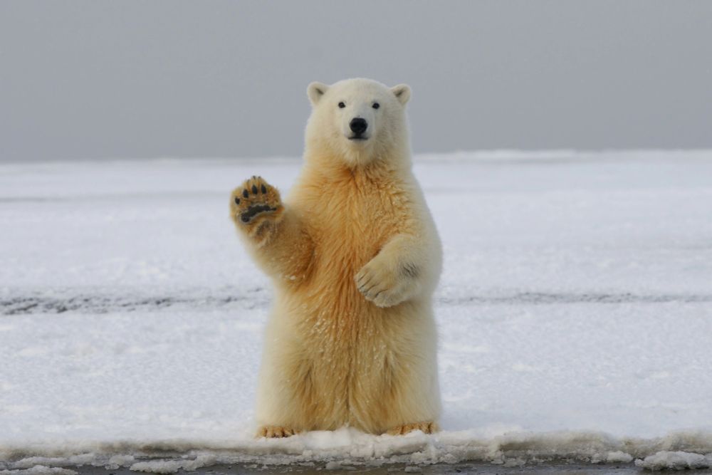 It's a polar bear. He's waving at you.