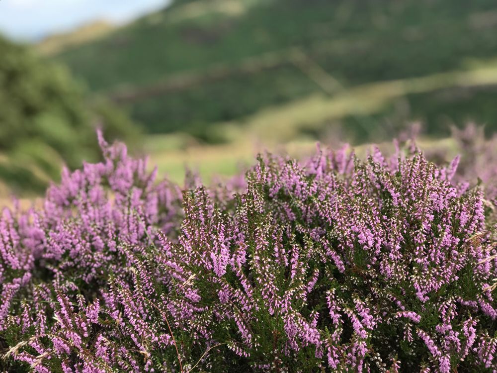 Calluna vulgaris (heather) on Arthur’s Seat, Edinburgh