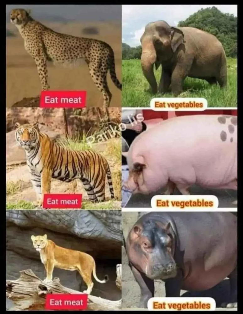 pics showing animals eating meat are slim