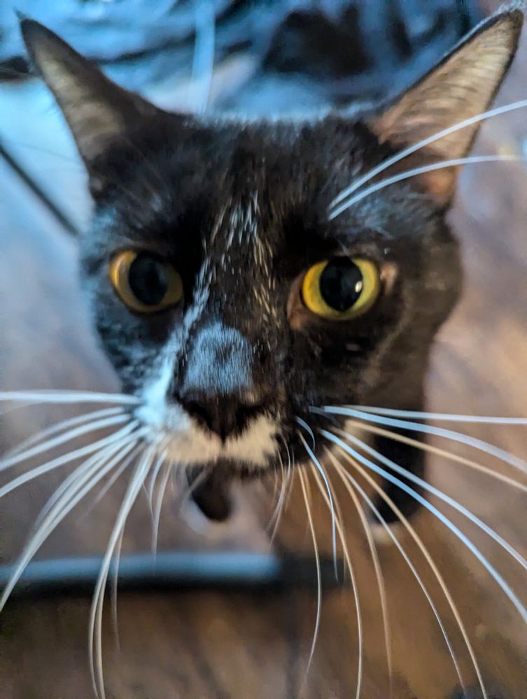 Klaus Nomintbe tuxedo cat but his face is real big