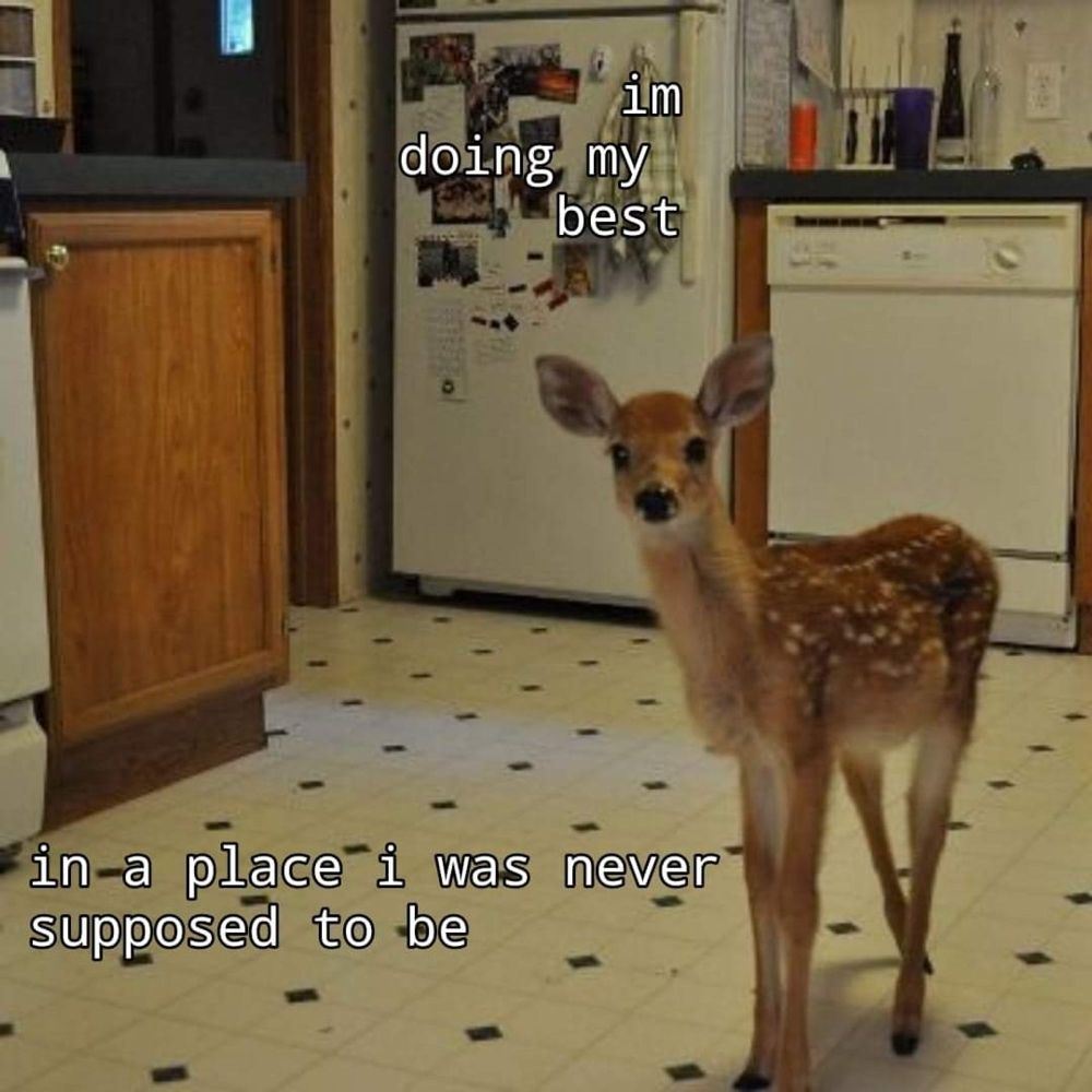 A little deer in a kitchen with the caption "I'm doing my best in a place I was never supposed to be"