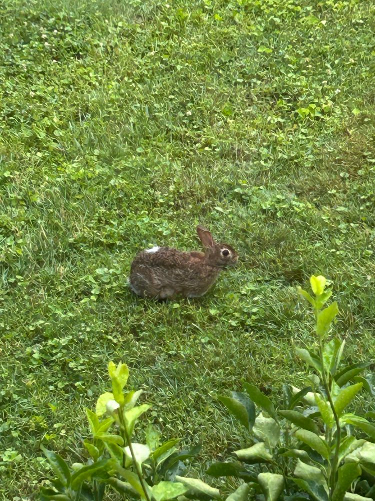 Photo of a bunny in a grassy yard. 