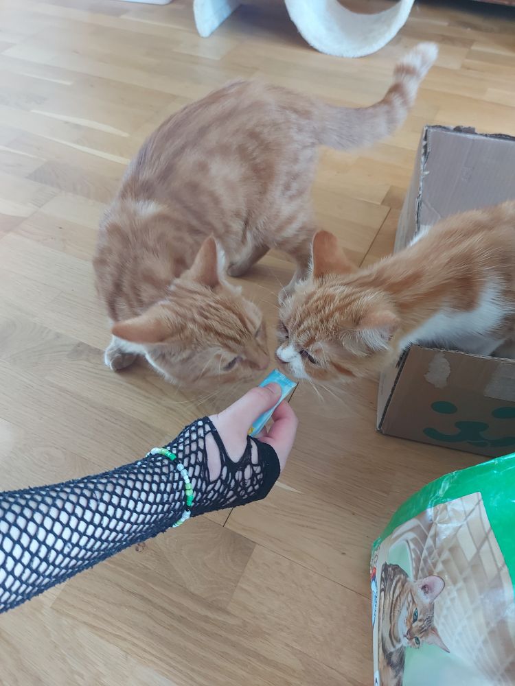 Zwei 7 Monate alte rot/weiße Katzen, die neugierig an einem Leckerli schnuppern.