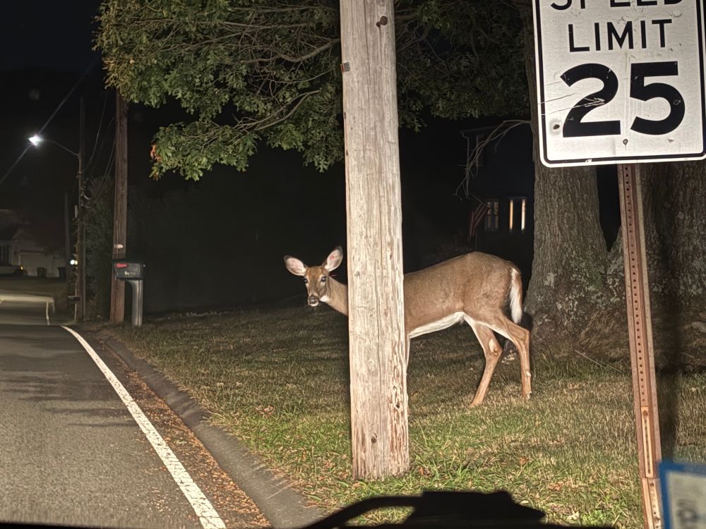 Deer in headlights - literally.