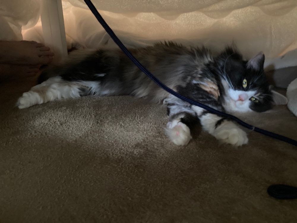 こたつの中で横になっている猫