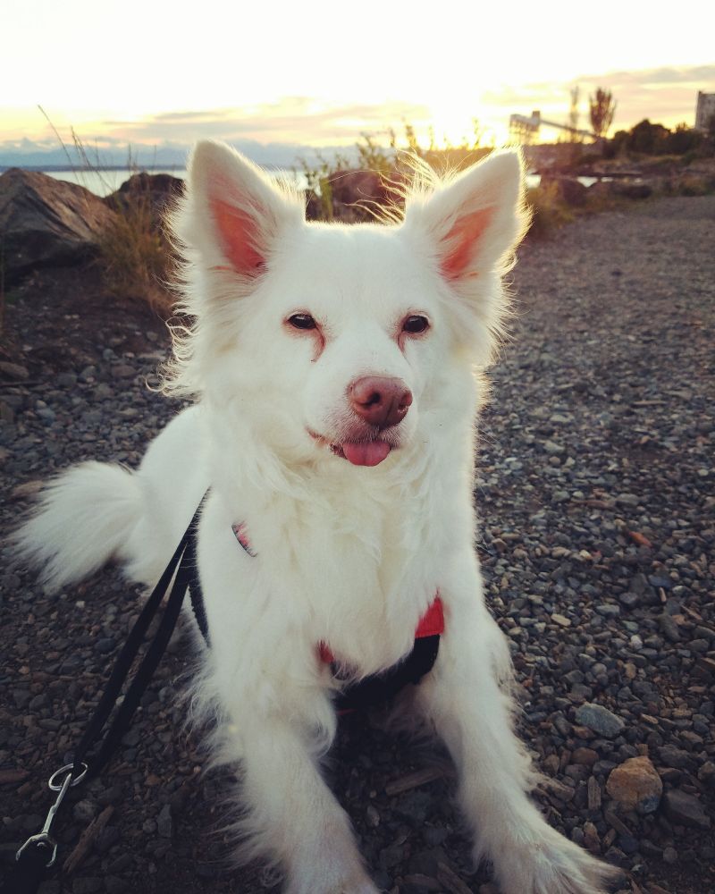 A fluffy white dog with pointy ears and his tongue poking out looks sweetly at the viewer. He's laying down in front of a rocky beach at sunset, the light making his white fur glow.