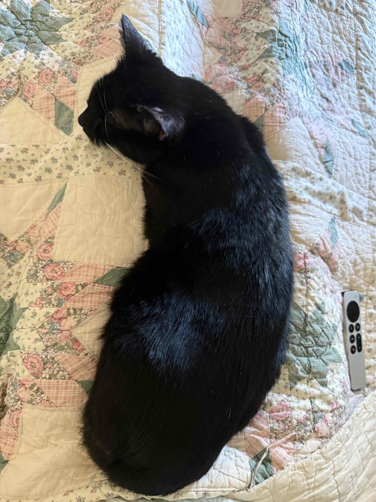 Midnight the cat sleeps the day away on me