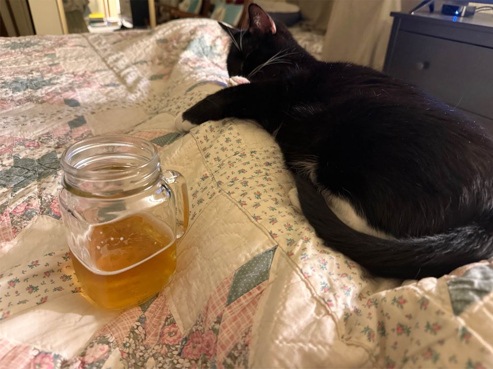 Beer. Cat. Beer going in me, not in cat. 
