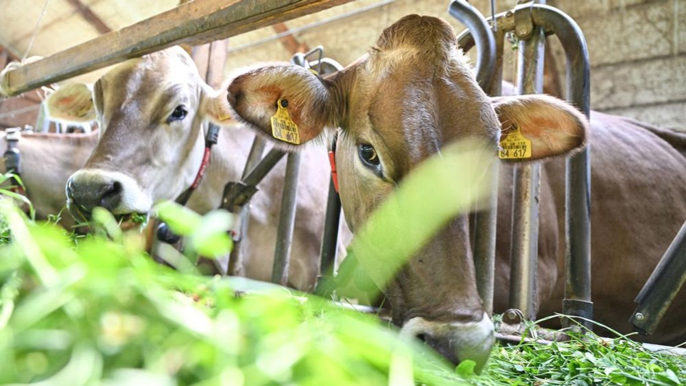 Zukunft der Landwirtschaft: "Überlegen, ob Subventionen noch zeitgemäß sind"