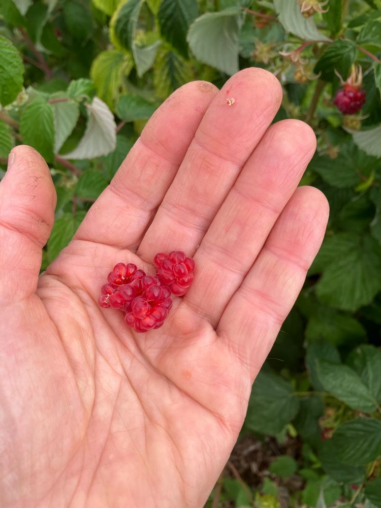 Raspberries in my hand, they have few and large sections (?) and fall apart, variety is Autumn Treasure.