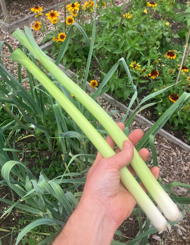 A couple of long skinny leeks being held above a bed of long skinny leeks, rudbeckia in the background.