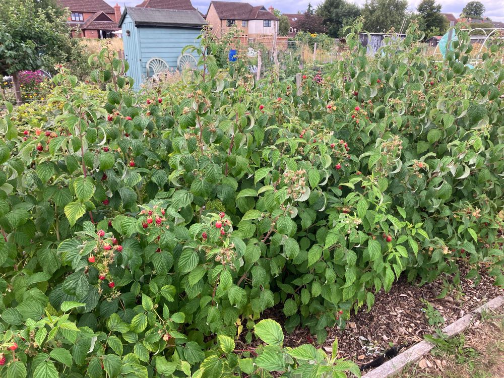Our five year old raspberry bed, I read the book on raspberries and tried everything but the berries are still crumbly, other people have much older plants that are doing fine.