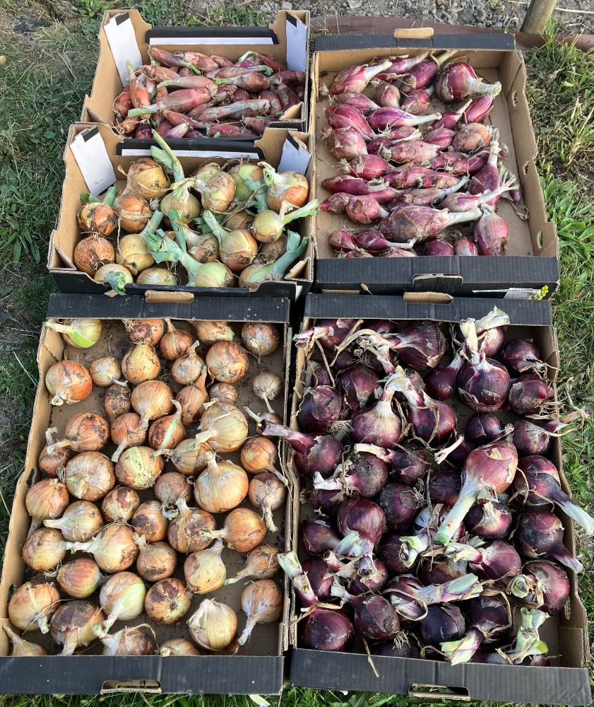 Some boxes of onions and shallots lying on the ground, shallots (top left) are Zebrune, brown onions below them are Rijnsburger and Hylander F1, long red onions (top right) are Long Red Florence, round red onions (lower right) are Red Baron & Red Flash F1.