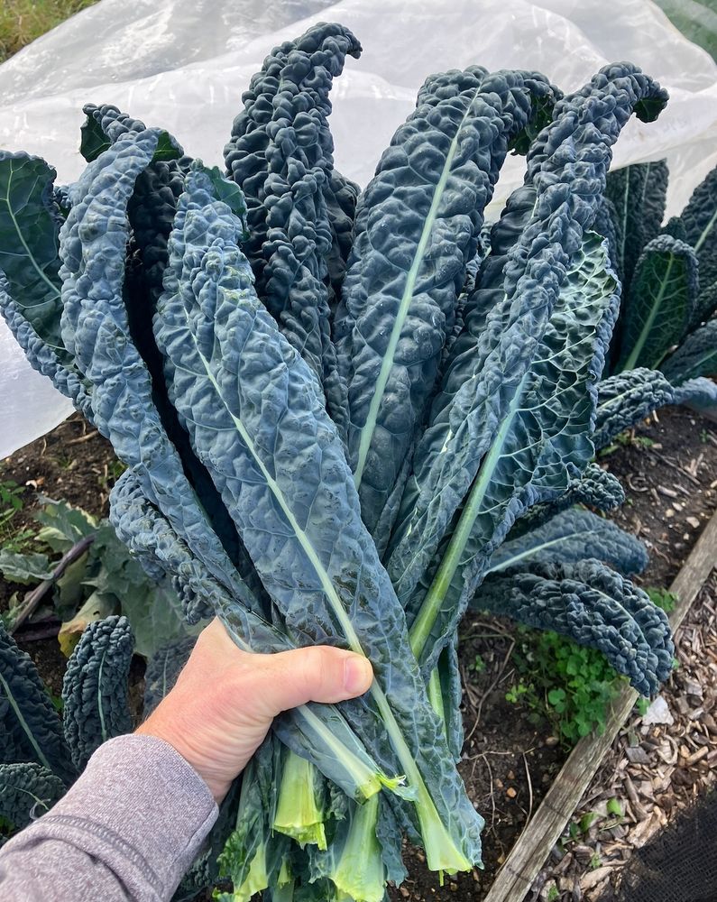 Some cav nero leaves being held above the bed from which they were harvested, a heavy duty fine enviromesh cover is in the background.