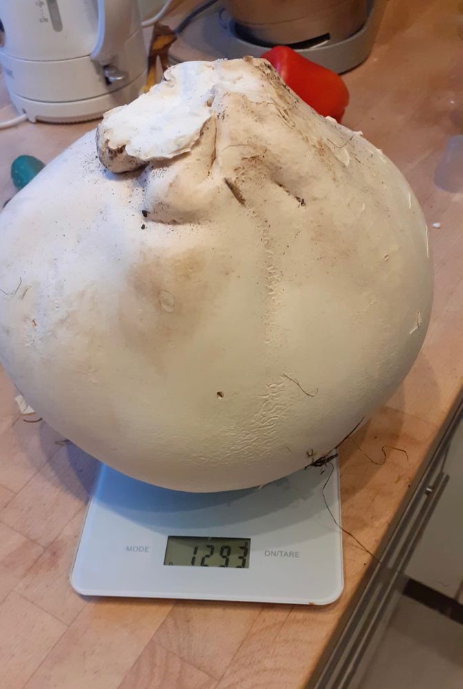 Ein Bovist (weißer, runder, essbarer Pilz), der auf einer Küchenwaage liegt.
Gewicht: 1293g